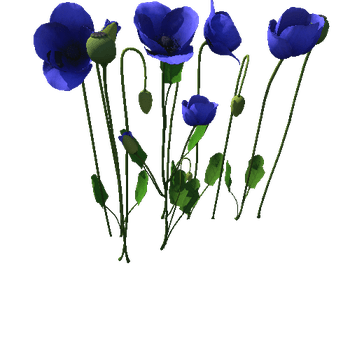 Papaveraceae flower_blue